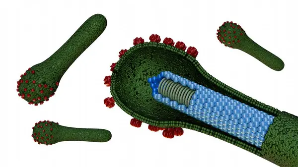 Stock image 3d rendering of baculovirus lifecycle are known to infect insects, the budded virus (BV) is released from the infected host cells later during the secondary infection.