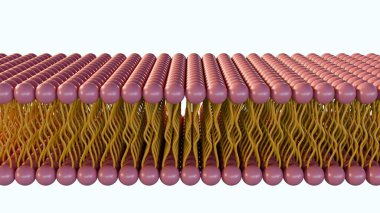 Lipit monolatörün 3d görüntülenmesi, lipidlerin tipik bir çift katman yerine tek bir katmanda sıralandığı bir hücre zarı türüdür. Birkaç Archaea 'nın lipit monolatörü var.