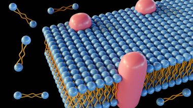 3d rendering of lipid monolayer is a type of cell membrane in which the lipids are arranged in a single layer, rather than the typical bilayer. Several Archaea have a lipid monolayer clipart