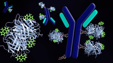 Vücut moleküllerine ya da parlak yeşile bağlı 3 boyutlu bir antikor. Bu teknik, tıbbi araştırmalarda hedeflenen uygulamalar için antikorun görüntülenmesine ve izlenmesine olanak sağlar..