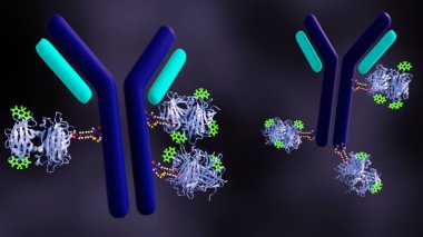 3D rendering of a biotinylated antibody linked to BODIPY molecules or bright green. This technique allows to visualize and track the antibody for targeted applications in medical research. clipart