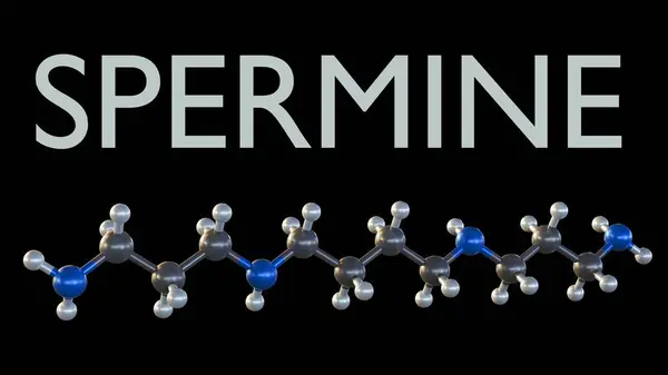 Stock image 3D view of spermine: A polyamine molecule crucial for cell functions like stability, gene control, and cell death pathways.