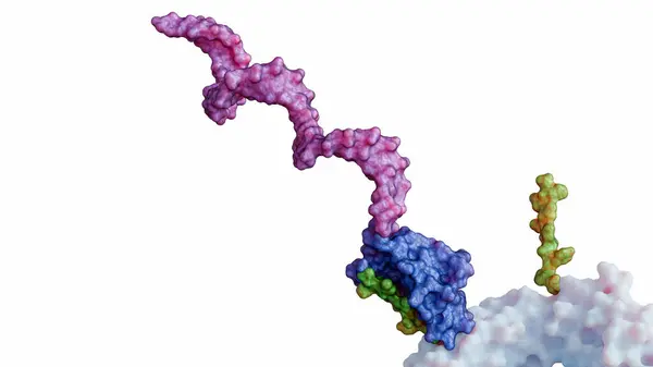 stock image A 3D rendering of a SpyTag-SpyCatcher complex with antibody molecule