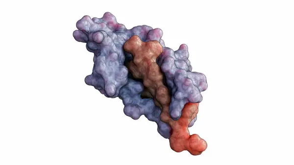 stock image A 3D rendering of a SpyTag-SpyCatcher conjugate, the molecular interaction between these biomolecules. This is used in various biotechnological applications for protein labeling and purification.