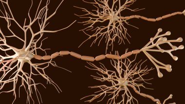 Çok kutuplu nöronların 3 boyutlu canlandırması. Çok kutuplu nöronlar en yaygın nöron türüdür.