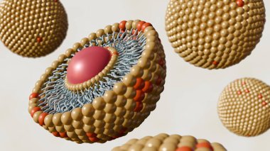 Yarısı kesilmiş liposom ve diğer liposomları beyaz arka plana serpiştirilmiş bir 3D canlandırma