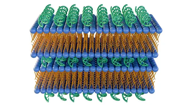 stock image 3D rendering of lipid-nucleic acid complexes, known as lipoplexes, encompassing their formation and structural features.