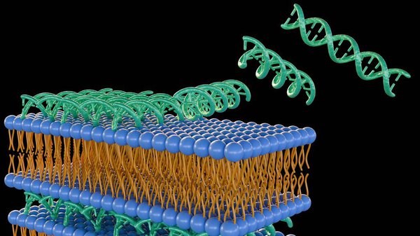 Rendu Complexes Lipides Acides Nucléiques Appelés Lipoplexes Englobant Leur Formation — Photo