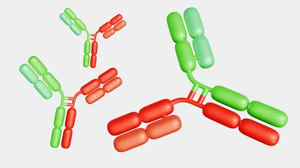 stock image 3d rendering of Bispecific antibodies or BsAbs have two distinct binding domains that can bind to two antigens or two epitopes of the same antigen simultaneously.