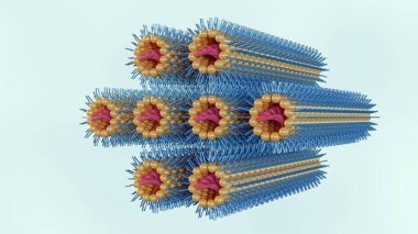 Ters altıgen HIIC evresinin 3 boyutlu bir canlandırması, altıgen kafes üzerinde düzenlenmiş lipid monolatör ile kaplanmış DNA çubuklarından oluşur..