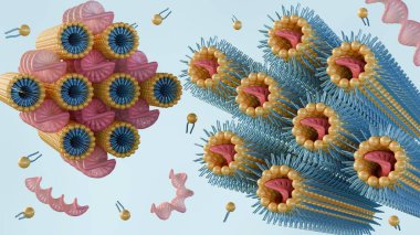 3d rendering of lamellar phase exhibits DNA rods intercalated between lipid bilayers and inverse hexagonal phase consists of DNA rods coated with a lipid monolayer arranged on a hexagonal lattice clipart