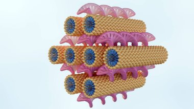 Altıgen aşamanın 3D görüntülemesi altıgen kafes üzerine dizilmiş çubuk benzeri lipid micelles arasındaki DNA çubuklarından oluşur.