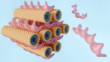 Altıgen aşamanın 3D görüntülemesi altıgen kafes üzerine dizilmiş çubuk benzeri lipid micelles arasındaki DNA çubuklarından oluşur.
