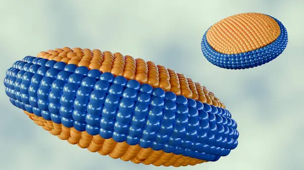 stock image 3d rendering of bicelles, they are disc-shaped lipid assemblies composed of two different types of lipids: one with a longer acyl chain and the other with a shorter acyl chain