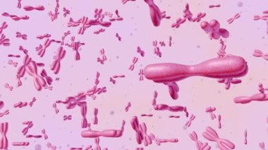 Resimdeki pembe XX kromozomlarının 3D görüntülenmesi, kadın biyolojik cinsiyeti ile ilişkili genetik materyali görsel olarak temsil eder.