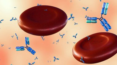 Alyuvar ya da eritrositlerin etrafına yayılmış antikor moleküllerinin 3D görüntülenmesi.