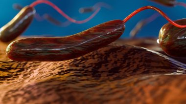 Shewanella 'nın 3 boyutlu görüntülemesi deniz ortamlarında bulunan çubuk şeklinde bakteriler, tek bir kutup flagelumuna ve biyo-arabuluculuk ve biyoenerji üretimindeki potansiyel uygulamalarına sahip olabilirler.