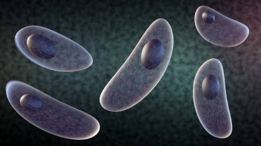 3 boyutlu toksoplazma gondii, hem hayvanları hem de insanları etkileyebilen bir protozoa parazitidir..