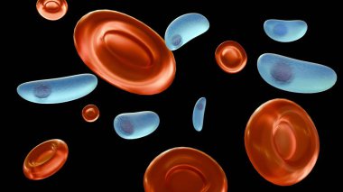 Toksoplazma gondii 'nin 3D görüntülenmesi, toksoplazmoza neden olan protozoan, kırmızı kan hücreleriyle etkileşime geçebilir.