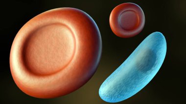 Toksoplazma gondii 'nin 3D görüntülenmesi, toksoplazmoza neden olan protozoan, kırmızı kan hücreleriyle etkileşime geçebilir.
