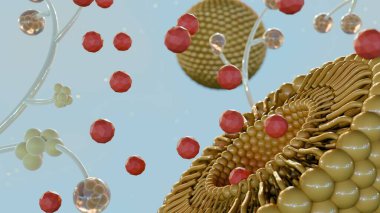 Yaygın bir maya olan Candida Albiclerine Karşı Mantar Dağıtım Sistemleri olarak liposomlar çeşitli enfeksiyonlara neden olabilir;