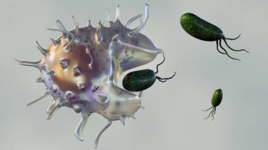 Phagocytosis, bakteri, virüs ve hücre enkazı gibi yabancı parçacıkları yutan ve sindiren özel hücrelerin bulunduğu hücresel bir süreçtir..