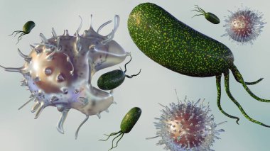 Phagocytosis, bakteri, virüs ve hücre enkazı gibi yabancı parçacıkları yutan ve sindiren özel hücrelerin bulunduğu hücresel bir süreçtir..
