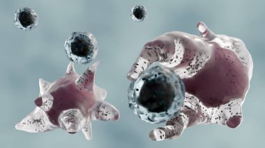 Phagocytosis, bakteri, virüs ve hücre enkazı gibi yabancı parçacıkları yutan ve sindiren özel hücrelerin bulunduğu hücresel bir süreçtir..