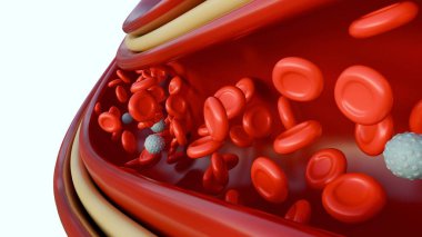 Mikroskobik görüşün 3 boyutlu görüntüsü, kan hücrelerinin hareketli bir otoyol olduğunu, kırmızı kan hücrelerinin vücudun dokularına ve birkaç beyaz kan hücresine oksijen taşıdığını ortaya çıkarır..