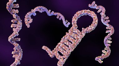 Kısa saç tokası RNA (shRNA), RNA müdahalesi yoluyla gen ifadesini susturabilen sentetik bir RNA molekülüdür.