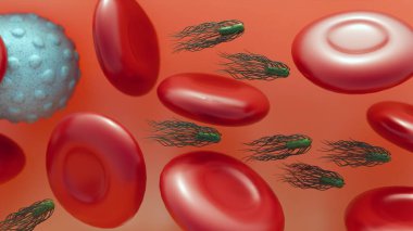 Proteus mirabilis kan dolaşımına endotoksin salgılayarak kan dolaşımına neden olabilir; bakteriyel 3D rendeleme.