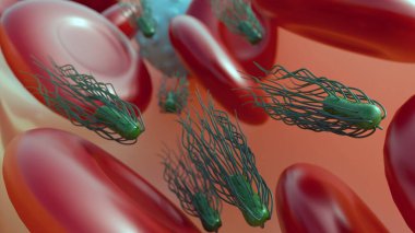 Proteus mirabilis kan dolaşımına endotoksin salgılayarak kan dolaşımına neden olabilir; bakteriyel 3D rendeleme.