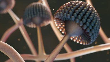 Aspergillus cinsinin 3D versiyonu. Aspergilloz, bu mantarların neden olduğu enfeksiyonların bir spektrumudur..