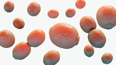 Candida albiclerinin 3D versiyonu, insan bağırsağı florasının yaygın bir üyesidir..