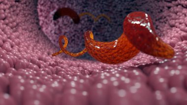 Bağırsak lümeninde yüzen Campylobacter bakterisini gösteren 3 boyutlu bir resim.