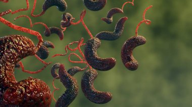 Campylobacter 'ın 3D versiyonu: insanlarda ishale neden olabilecek bir tür bakteri. Bakteriyel gıda hastalığının en yaygın sebeplerinden biridir..