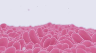 Tanimasyon bağırsak epitelyumunun 3d animasyonu sindirim sisteminin luminal yüzeyi (kalın bağırsak) oluşturan tek hücre katmanıdır.