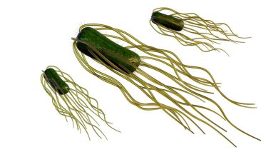 3d rendering of Salmonella are rod-shaped bacteria. they can move using flagella. The flagella are located all around the cell or peritrichous. clipart