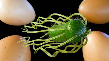 Yumurtalar bazen gıda zehirlenmesine yol açan Salmonella bakterileri ile kirletilebilir..