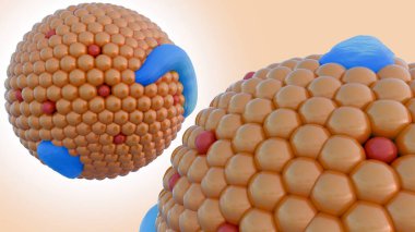 Ksilomicron parçacıklarının 3 boyutlu canlandırması. Besin yağlarının emilimi ve taşınmasında önemli rol oynayan büyük lipoprotein parçacıkları.