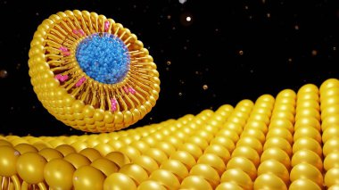 Liposome lipid bikatmanının içinde kolesterol moleküllü nanomedyanın 3 boyutlu canlandırması