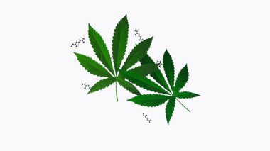 Myrcene ya da beta myrcene 'nin 3D animasyonu, kenevir de dahil olmak üzere birçok bitki türünde bolca bulunan bir monoterpenedir..