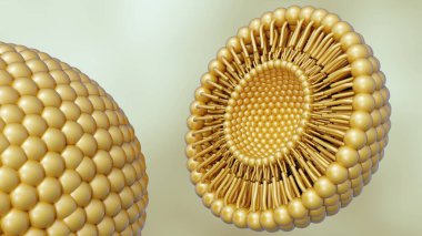 Liposomun kesitsel olarak üç boyutlu bir canlandırması, iç yapısını ortaya çıkarıyor. Lipid bilayer 'dan yapılmış küresel vesicles..
