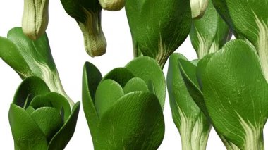Pak choi ya da Pok choi olarak da bilinen Çin lahanası ve yaprak bitkisinin 3 boyutlu bir animasyonu..