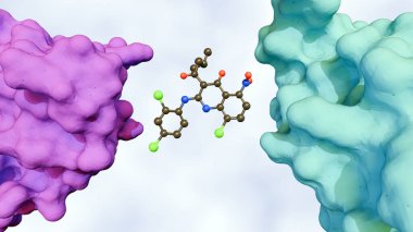 Moleküler yapıştırıcının moleküler yapıştırıcının moleküler yapıştırıcının moleküler yapıştırıcının bir araya getirdiği hedef proteinler olan iki protein arasındaki etkileşimde arabuluculuk etmesi..