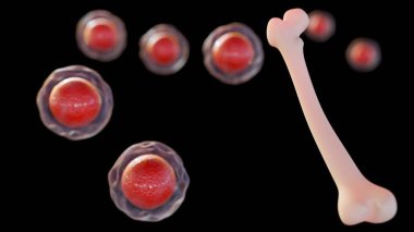 Hematopoietik kök hücreler ve uyluk kemiği arasındaki bağlantının 3 boyutlu bir yansıması. Kırmızı kan hücresi gelişimi potansiyelini önermek için tasarlanmıştır..