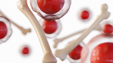 Hematopoietik kök hücreler ve uyluk kemiği arasındaki bağlantının 3 boyutlu bir yansıması. Kırmızı kan hücresi gelişimi potansiyelini önermek için tasarlanmıştır..