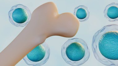 Hematopoietik kök hücreler ve uyluk kemiği arasındaki bağlantının 3 boyutlu bir yansıması. Kırmızı kan hücresi gelişimi potansiyelini önermek için tasarlanmıştır..