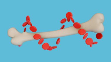 Yayılmış alyuvar ya da eritrositlerin 3 boyutlu animasyonu ve bu önemli oksijen taşıyan kan hücrelerinin nereden geldiğini temsil eden uyluk kemiği..