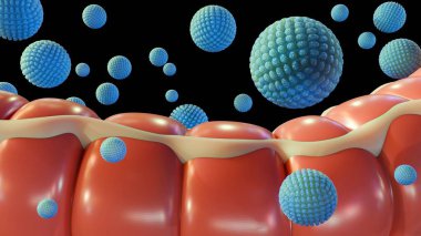 İnsana ait kalın bağırsak ve dağınık norovirüs parçacıkları, norovirüs enfeksiyonu kalın bağırsağı etkiliyor..